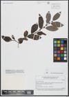 Foto von Salix appendiculata Vill.